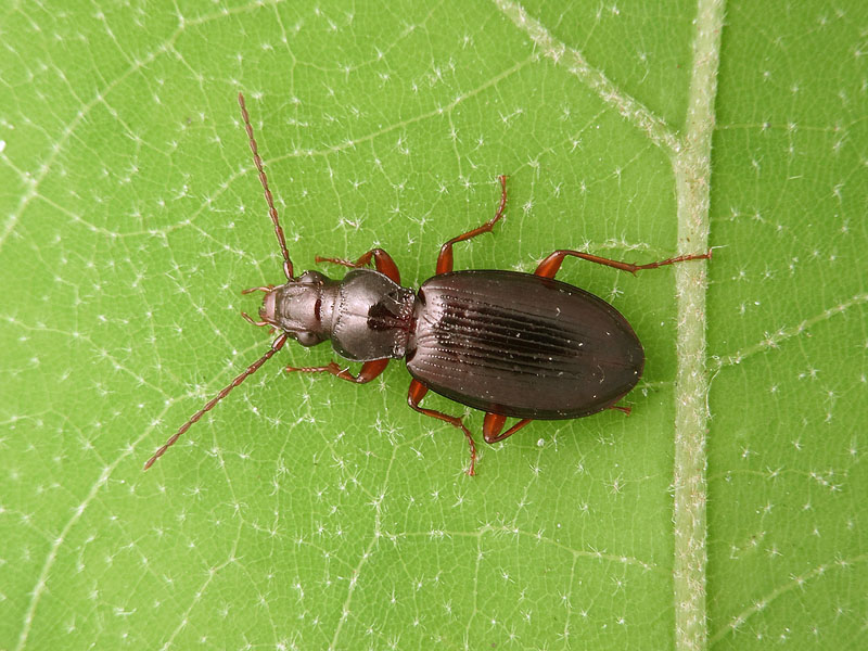 Carabidae: Patrobus atrorufus?  S !